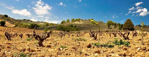 Campo de viñedo en temporada seca